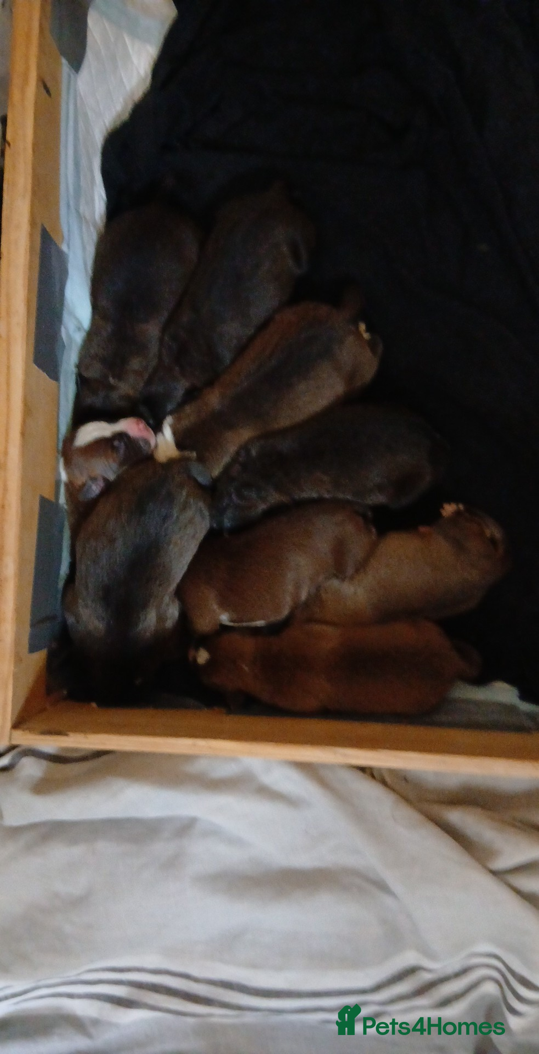 Mixed Breed dogs for sale: Stacksides litter - Image 1