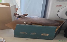 Sphynx cats for sale: Female Sphynx Cat - Image 8