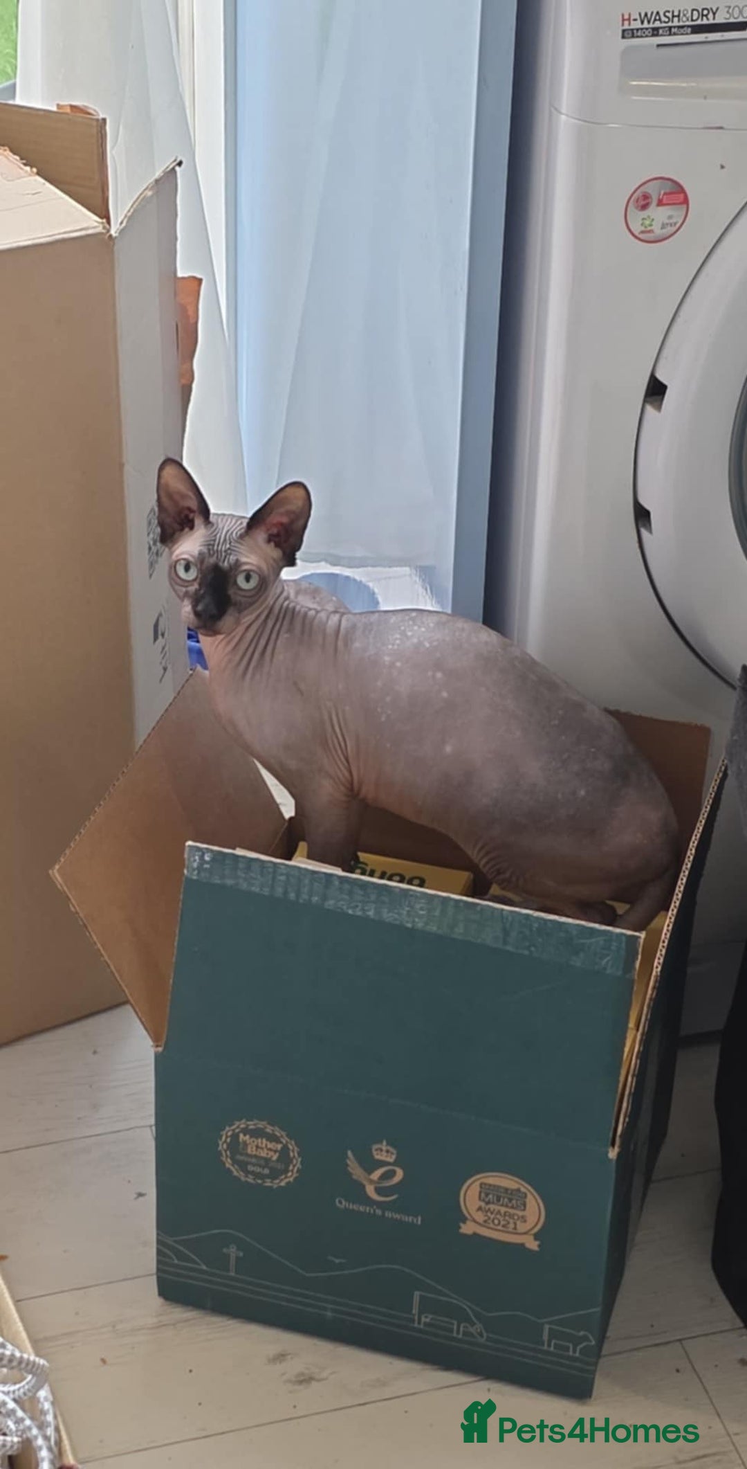 Sphynx cats for sale: Female Sphynx Cat - Image 8