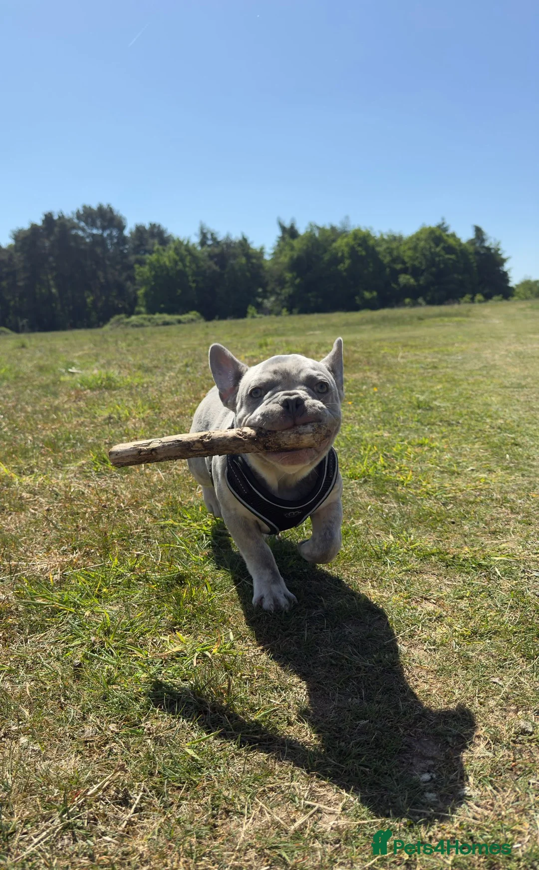French Bulldog dogs for sale: One year old French bulldog  - Advert 2