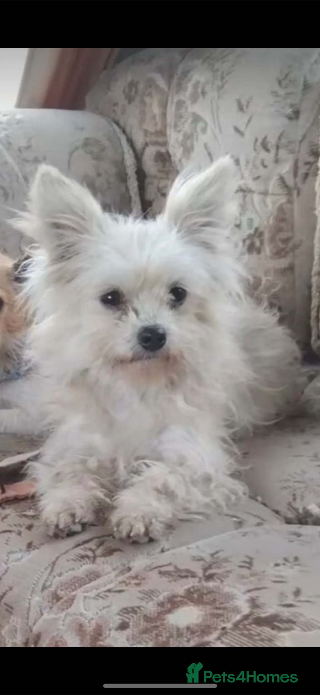 Pomchi dogs for sale: Pomchi puppies  in Llanelli - Advert 1