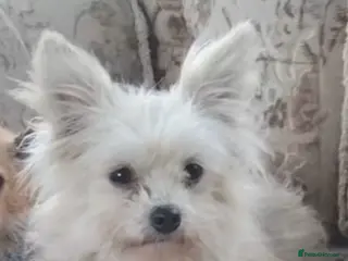 Pomchi dogs Pomchi puppies - Advert 11