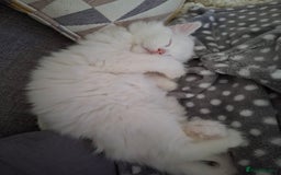 Persian cats for sale: Beautiful Nine week old Turkish Angora Female - Image 8