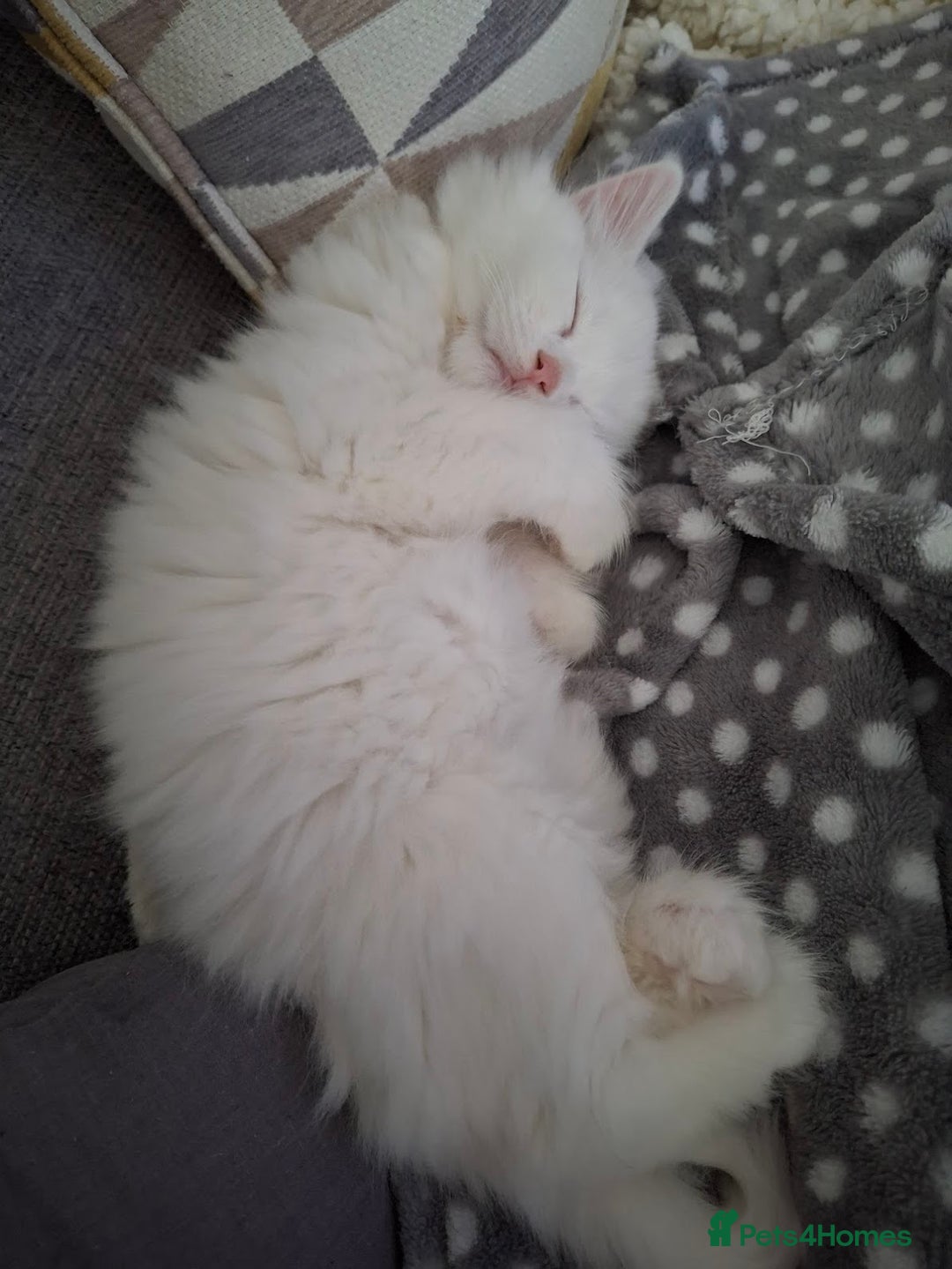 Persian cats for sale: Beautiful Nine week old Turkish Angora Female - Image 8