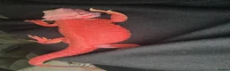 Bearded Dragon reptiles for sale: Red monster bearded dragon with full set up  - Advert 5
