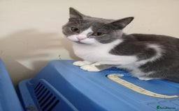 Mixed Breed cats for adoption: Smokey wants some love and attention - Image 1