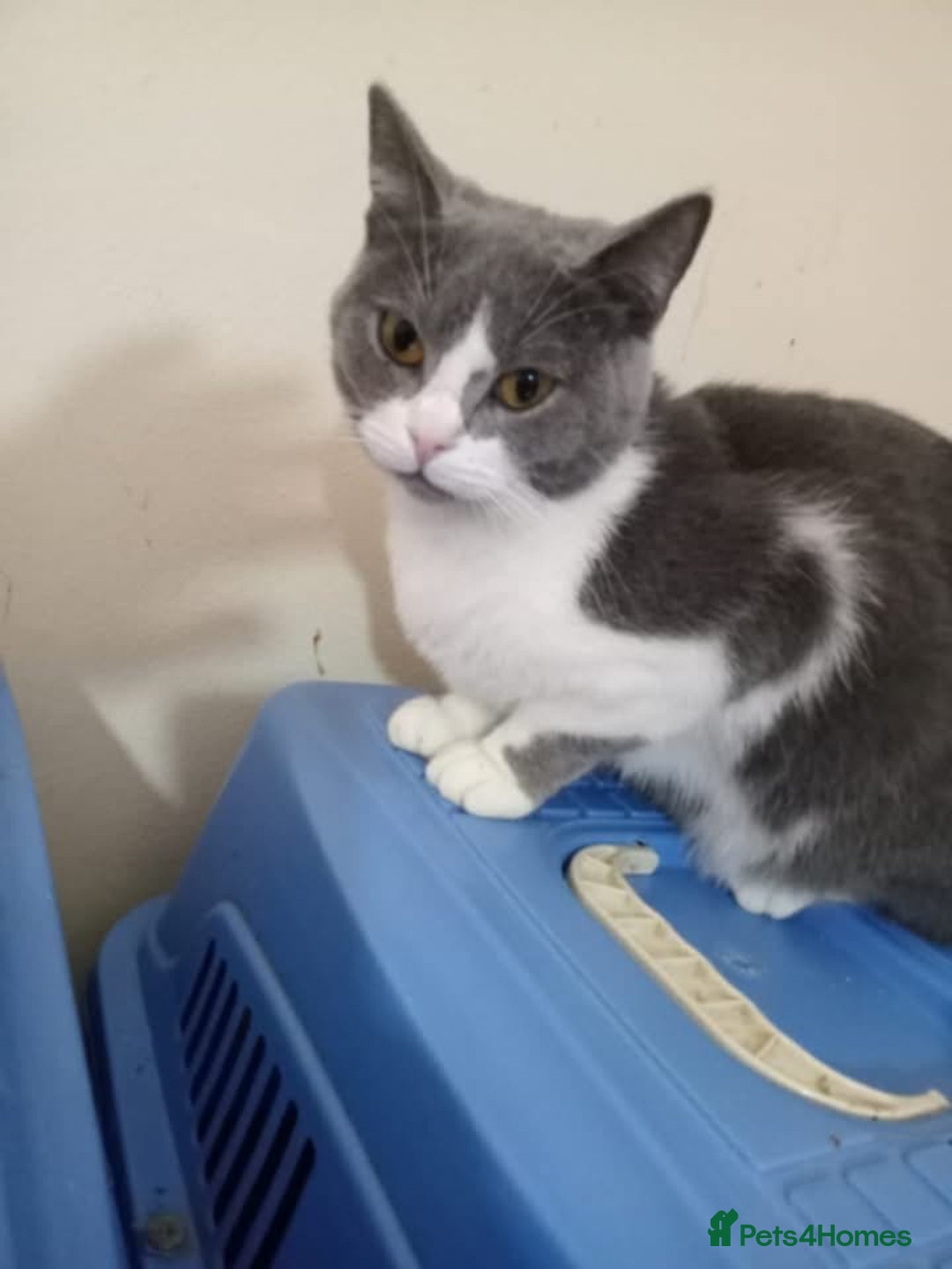 Mixed Breed cats for adoption: Smokey wants some love and attention - Image 1