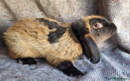 Mixed Breed rabbits for sale: 'Dare' Belgian Hare x Mini Lop chocolate buck in Cullompton - Image 4