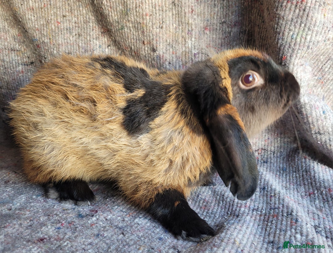 Mixed Breed rabbits for sale: 'Dare' Belgian Hare x Mini Lop chocolate buck in Cullompton - Image 4