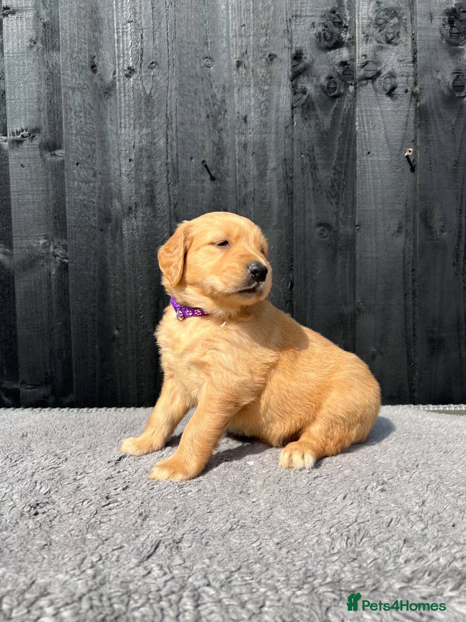 Golden Retriever dogs Kc extensively health tested boys and girls  - Advert 15