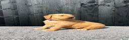 Golden Retriever dogs for sale: Kc extensively health tested boys and girls  - Advert 3