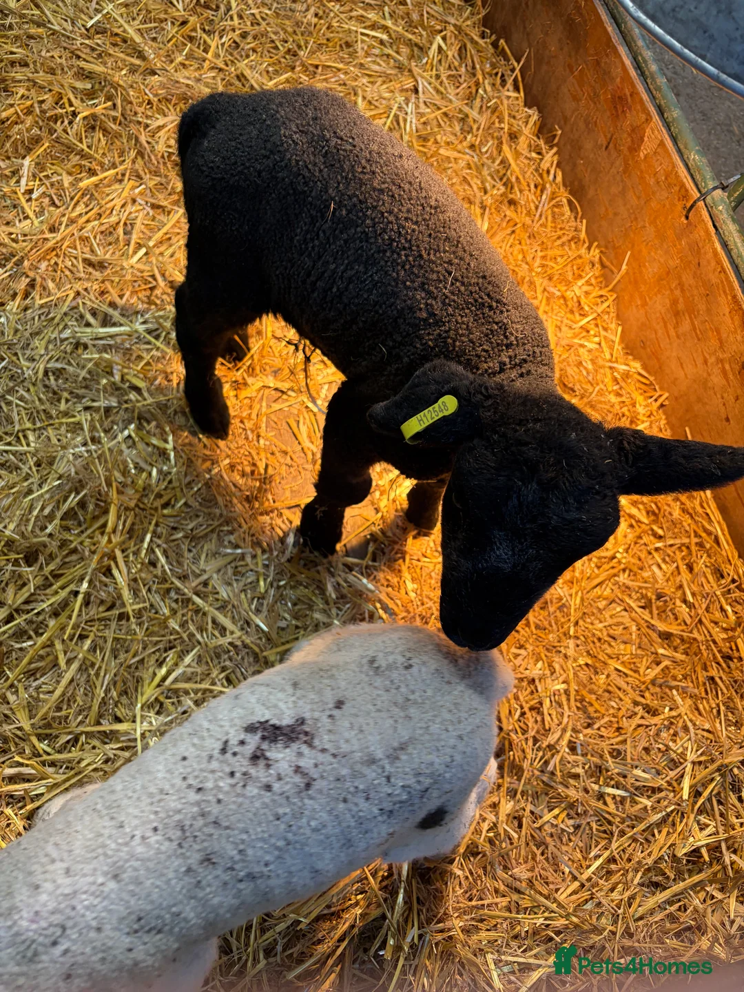 Sheep livestock for sale: Cade lambs for sale - Advert 3