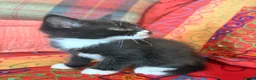 Mixed Breed cats for sale: GORGEOUS MAINE COON X PERSIAN KITTENS  - Advert 17