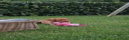 Labrador Retriever dogs for sale: Beautiful Labrador Puppies Available now - Advert 8
