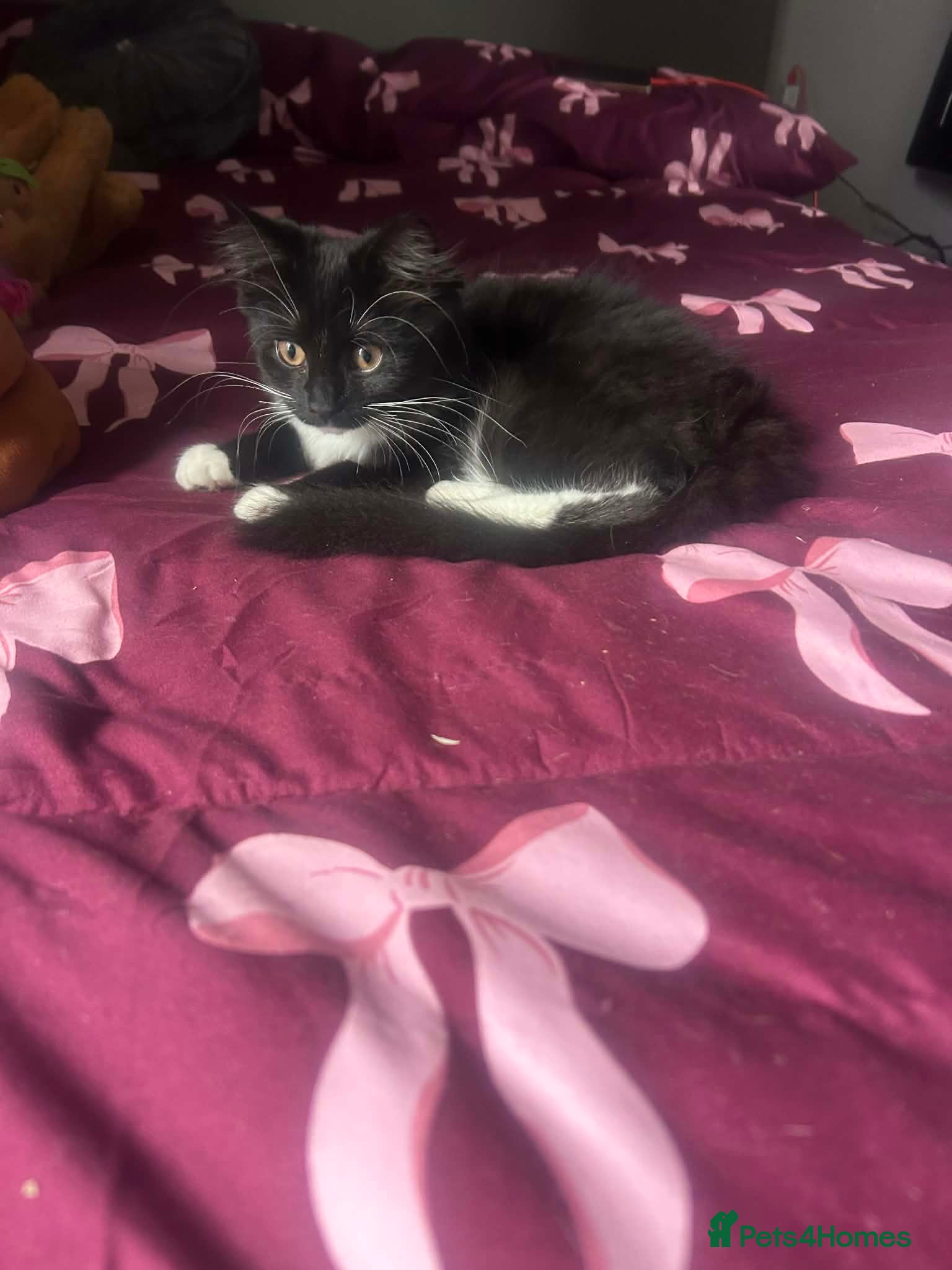 Ragdoll cats Strawberry for sale  - Advert 1