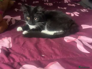 Ragdoll cats Strawberry for sale - Advert 1