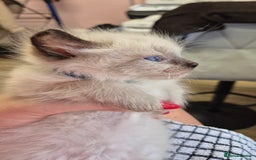 Ragdoll cats for sale: Beautiful Ragdolls Parents health tested 💖 - Image 5