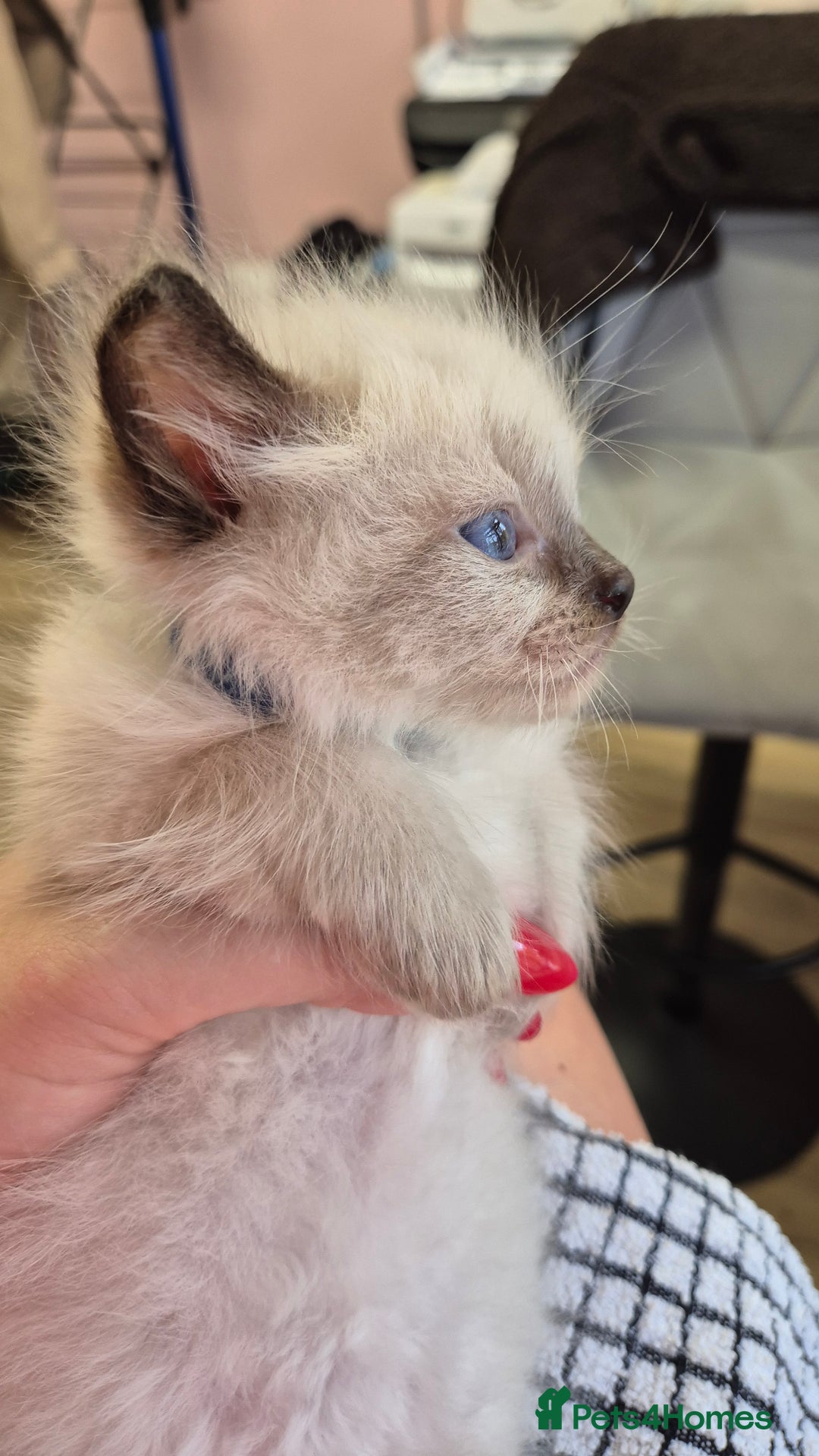 Ragdoll cats for sale: Beautiful Ragdolls Parents health tested 💖 - Image 5