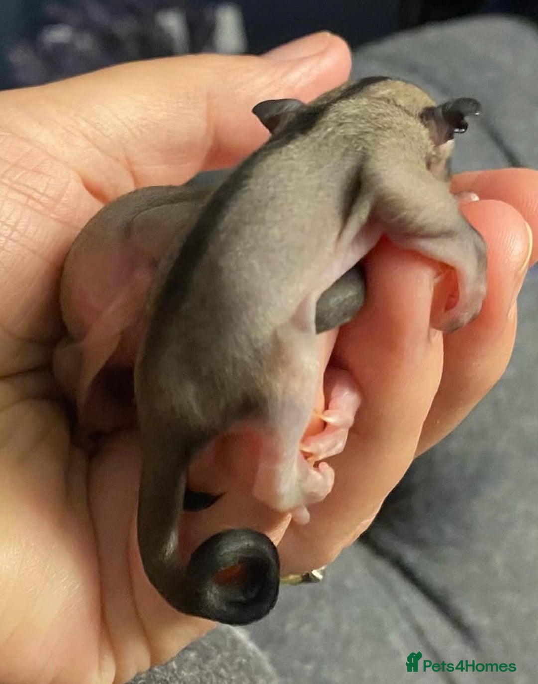 Sugar Glider rodents for sale: Sugar Gliders available to suitable homes - Advert 10