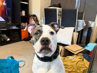 American Bull Staffy dogs - Advert 1