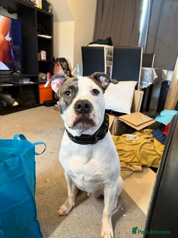 American Bull Staffy dogs - Advert 1