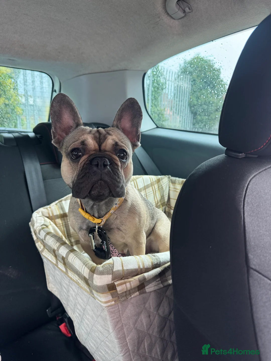 French Bulldog dogs for sale: 2 year old female  - Advert 1