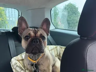 French Bulldog dogs 2 year old female - Advert 1