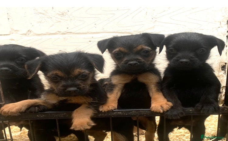 Patterdale Terrier dogs - Advert 7