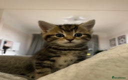 Bengal cats for sale: Bengal cross kittens one grey boy one brown girl - Image 17