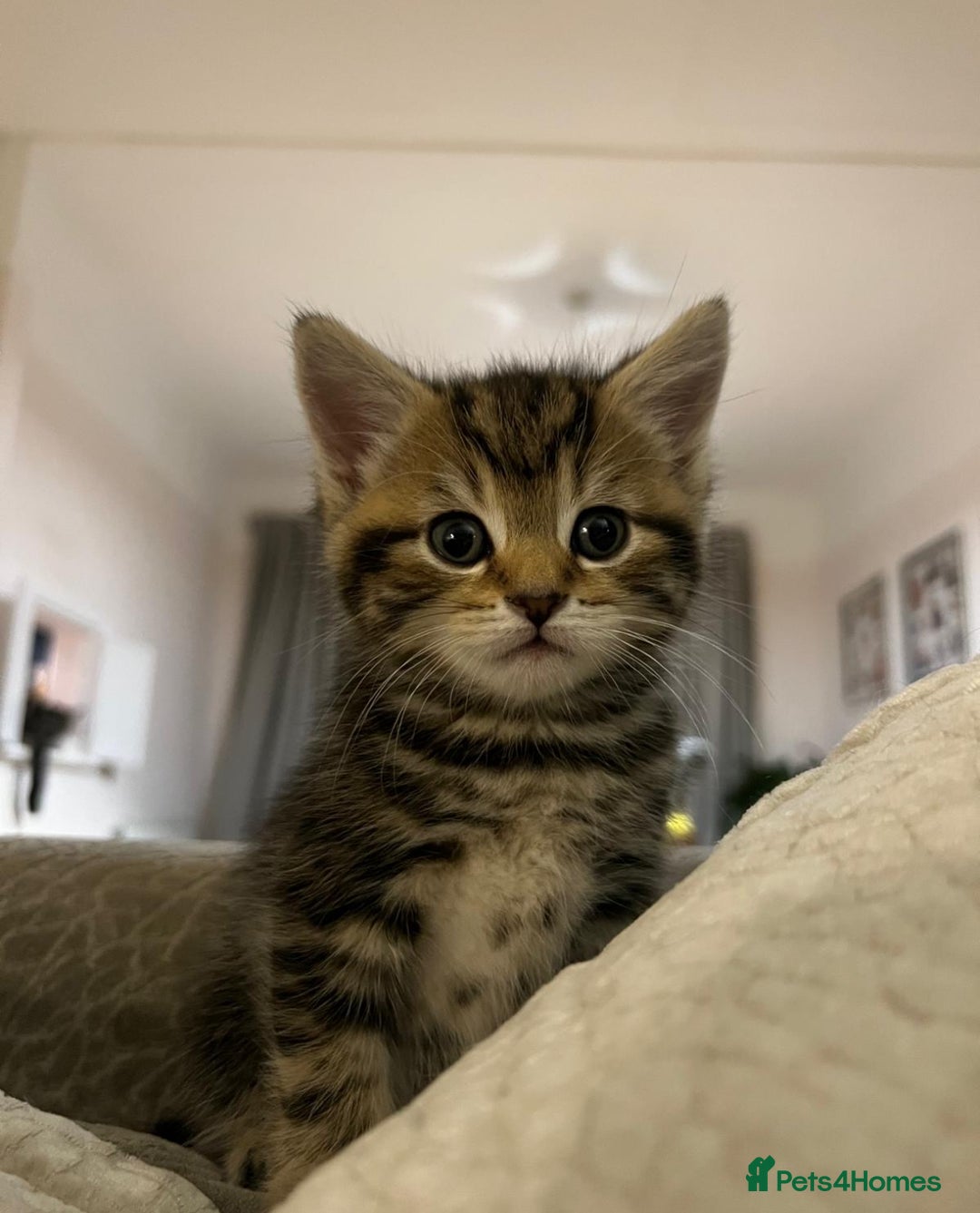 Bengal cats for sale: Bengal cross kittens one grey boy one brown girl - Image 17