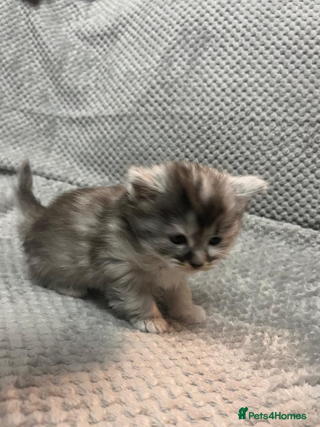 Maine Coon cats for sale: Half Maine coon kitten - Advert 11