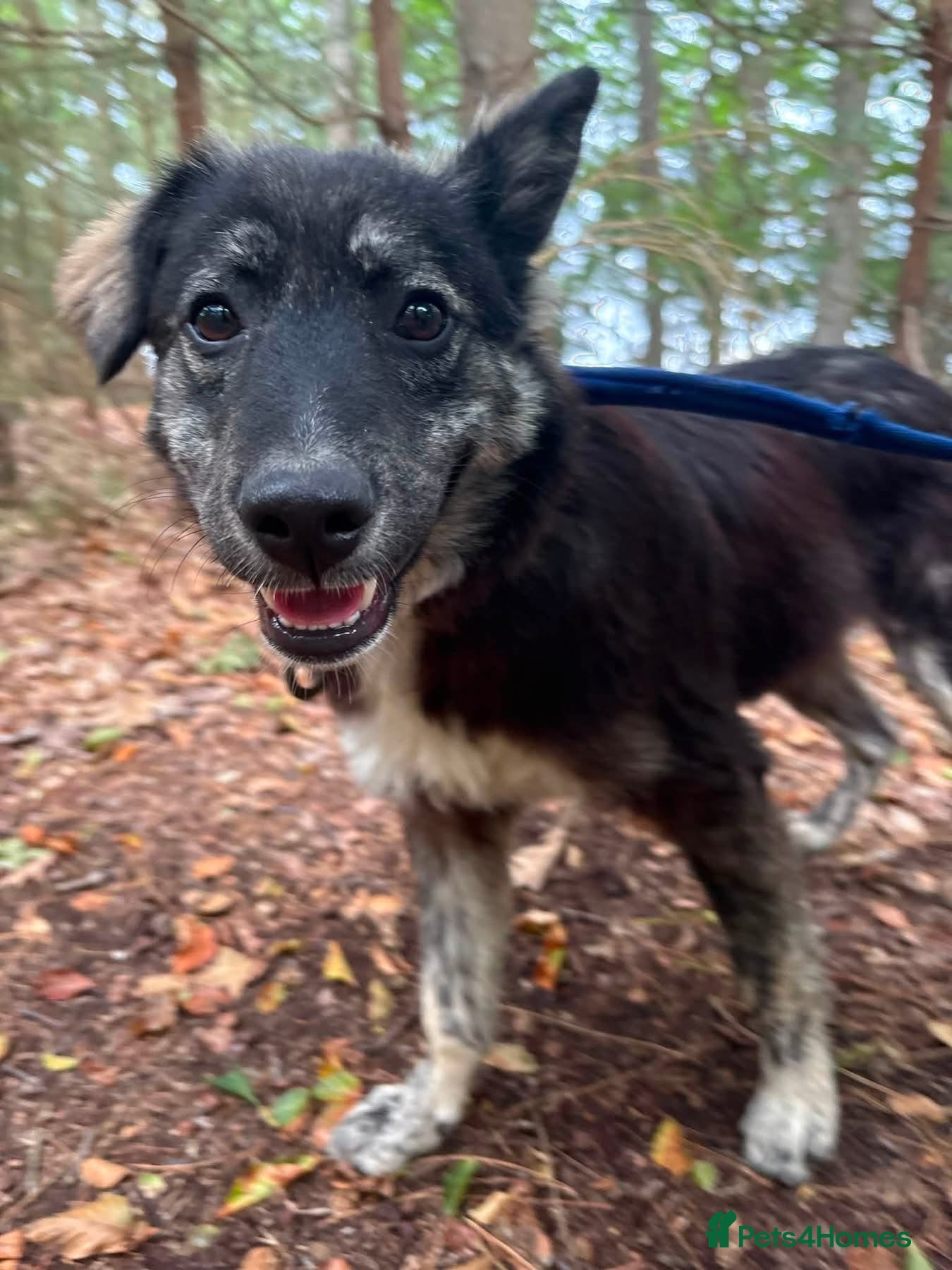 Mixed Breed dogs Greyson - Norwich Norfolk  - Advert 1