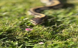 Python Snake reptiles for sale: Female mojave 1.5 year approx  - Advert 2