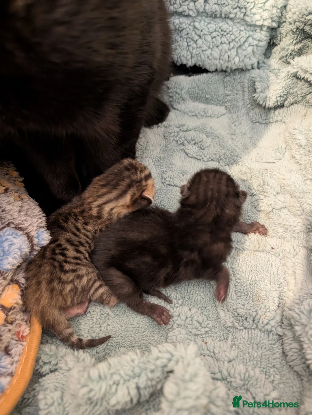 Mixed Breed cats for sale: Bengal X Scottish fold  - Advert 11