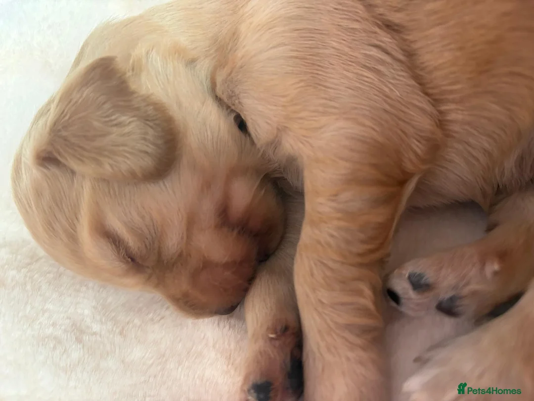 Cocker Spaniel dogs for sale: Beautiful litter of working cocker spaniels  in Stourport-on-Severn - Advert 2