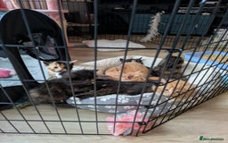 Mixed Breed cats for sale: Kittens 2 litters - Image 1