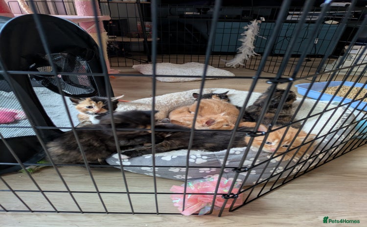 Mixed Breed cats - Advert 3