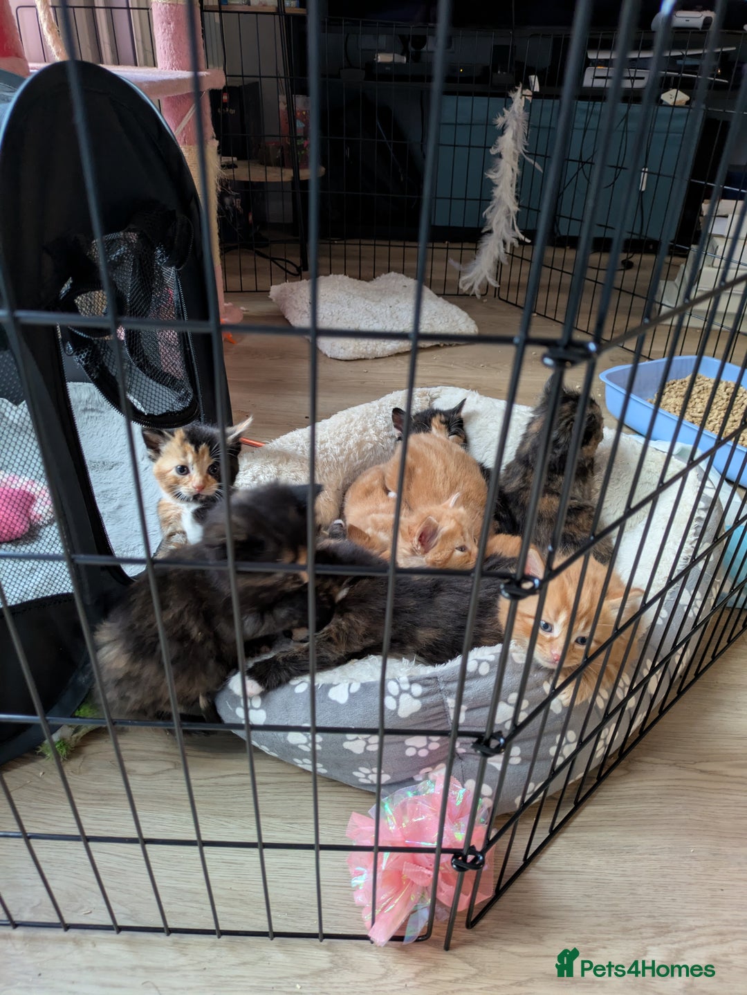 Mixed Breed cats for sale: Kittens 2 litters - Image 1