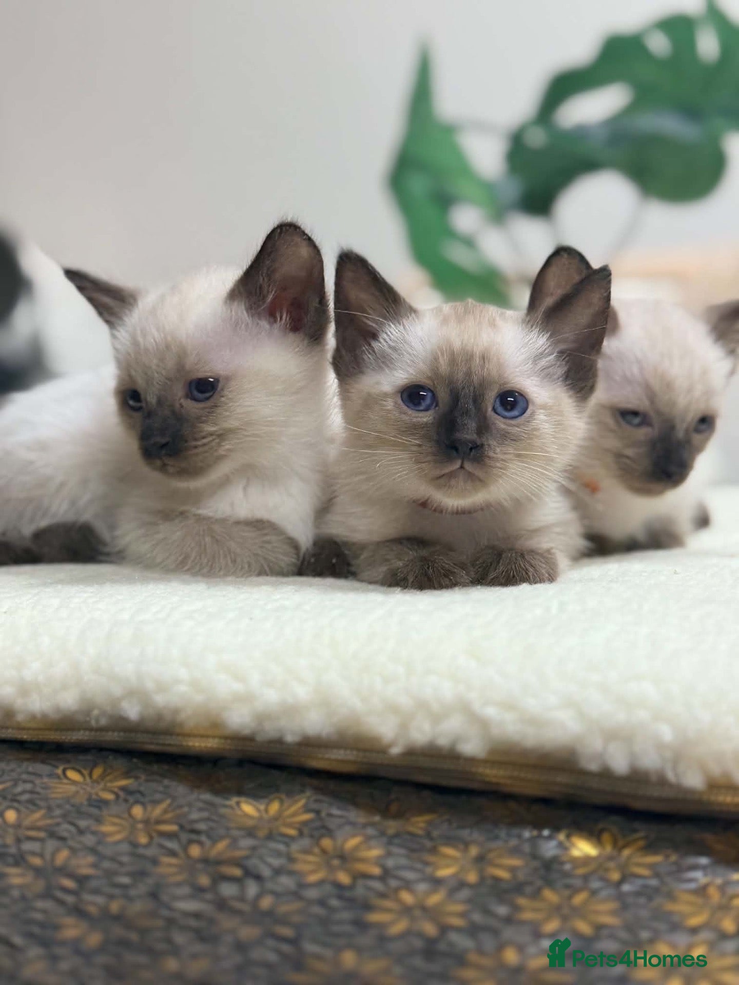 Siamese cats for sale: Fluffy Siamese x Ragdoll Kittens – Blue Eyes - Advert 3