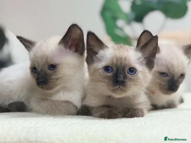 Siamese cats for sale: Fluffy Siamese x Ragdoll Kittens – Blue Eyes - Advert 3