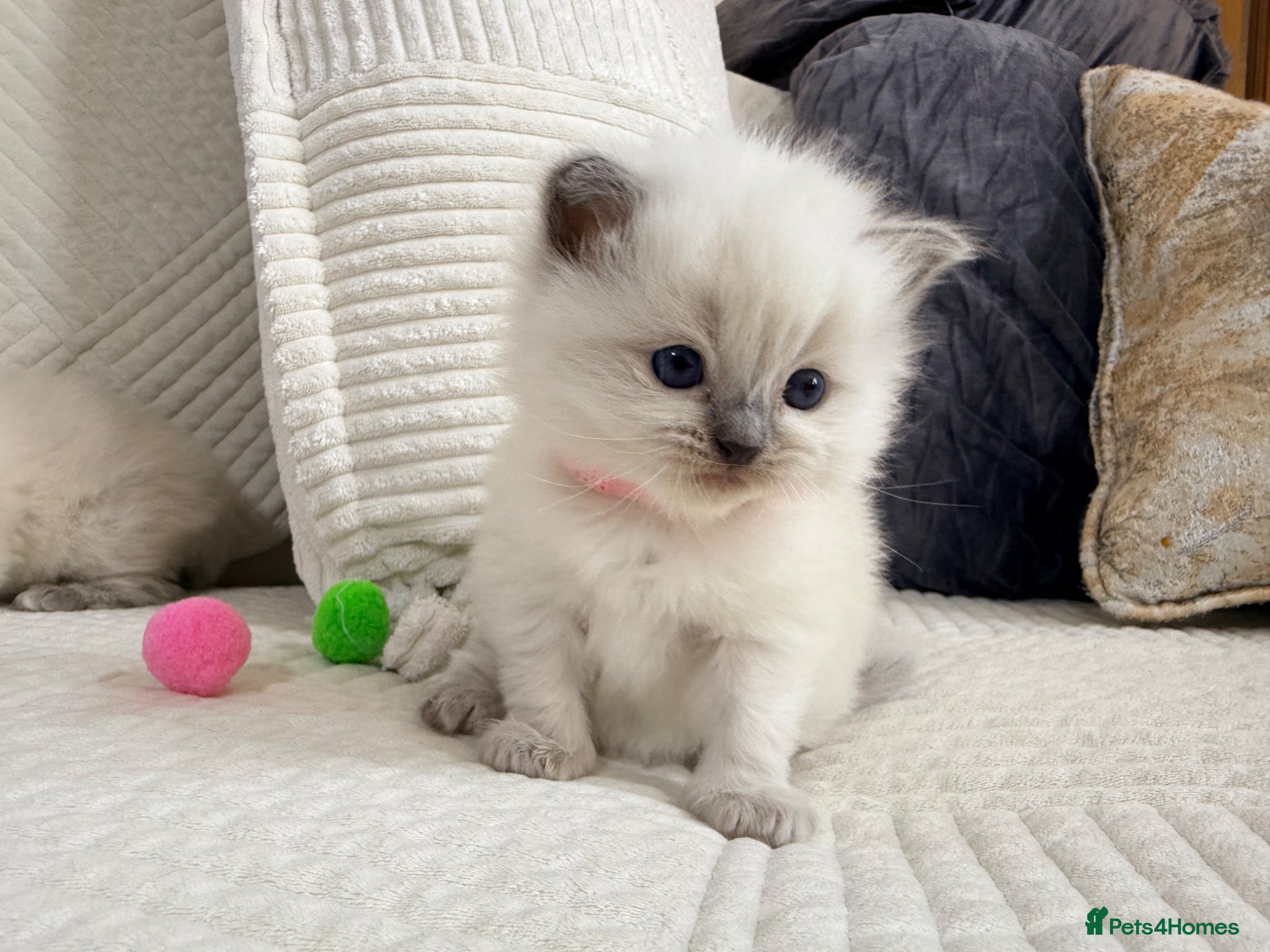 Ragdoll cats Stunning Bluepoint kittens for Sale  - Advert 1