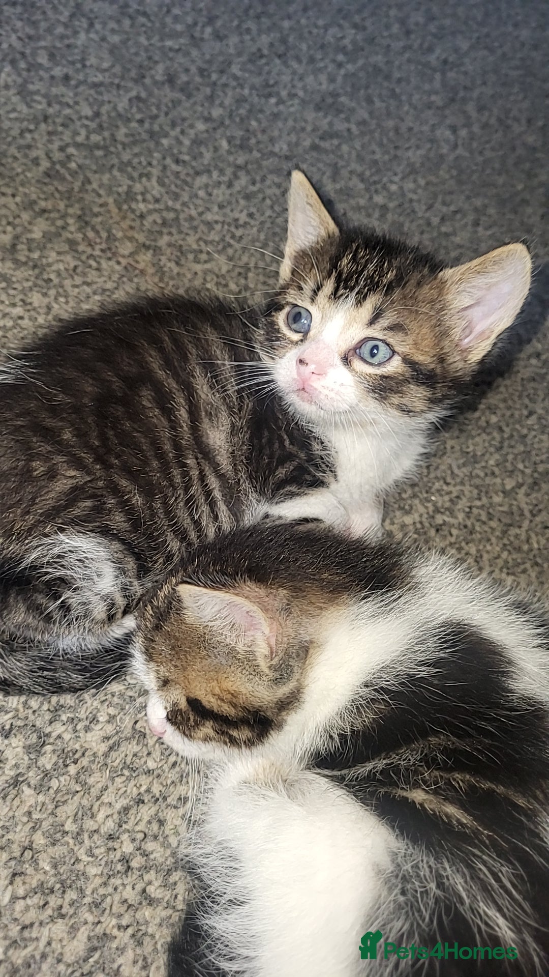Mixed Breed cats for sale: Male and female kitten for sale  - Image 5