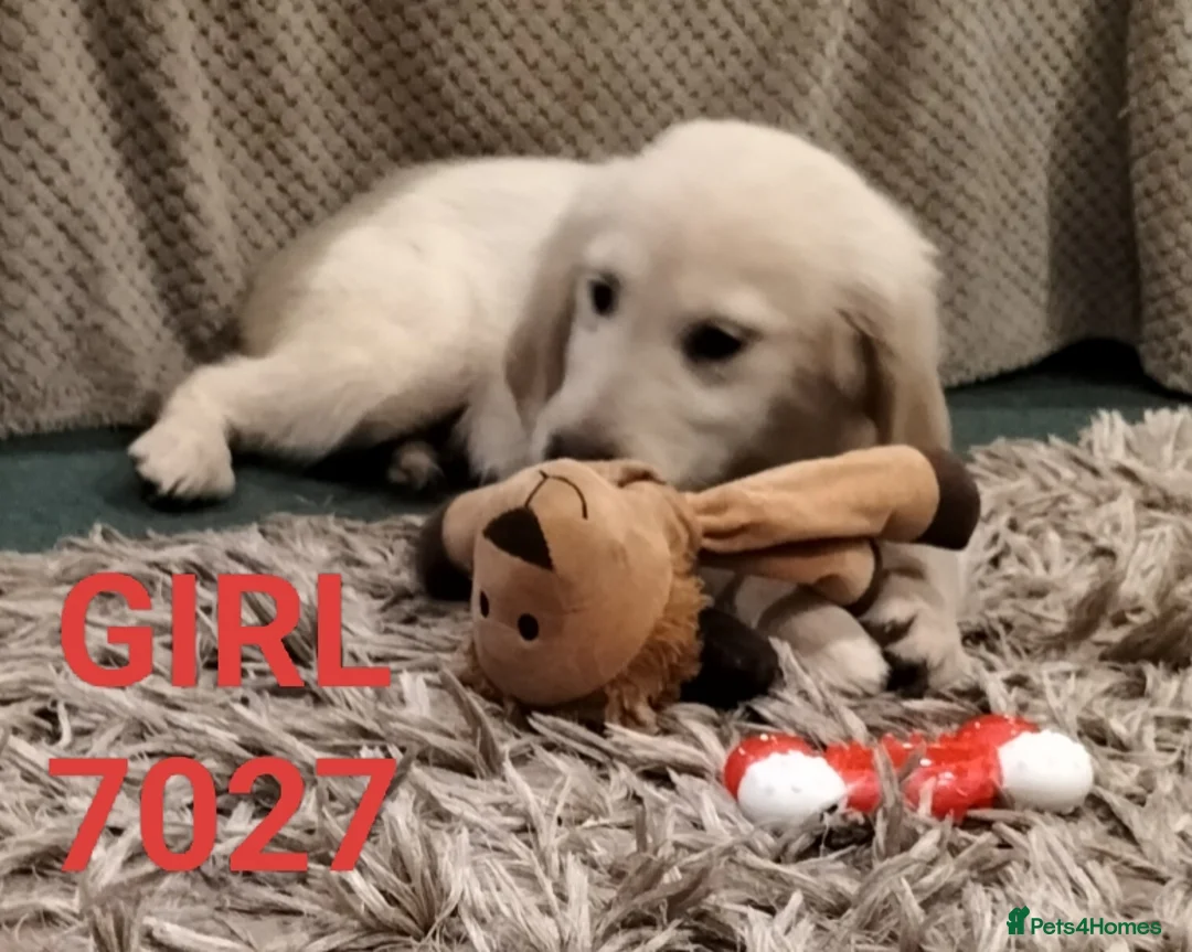Golden Retriever dogs for sale: GOLDEN RETRIEVER PUPS - Advert 5