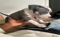 American Bully dogs for sale: Beautiful American bully puppies for sale - Image 14