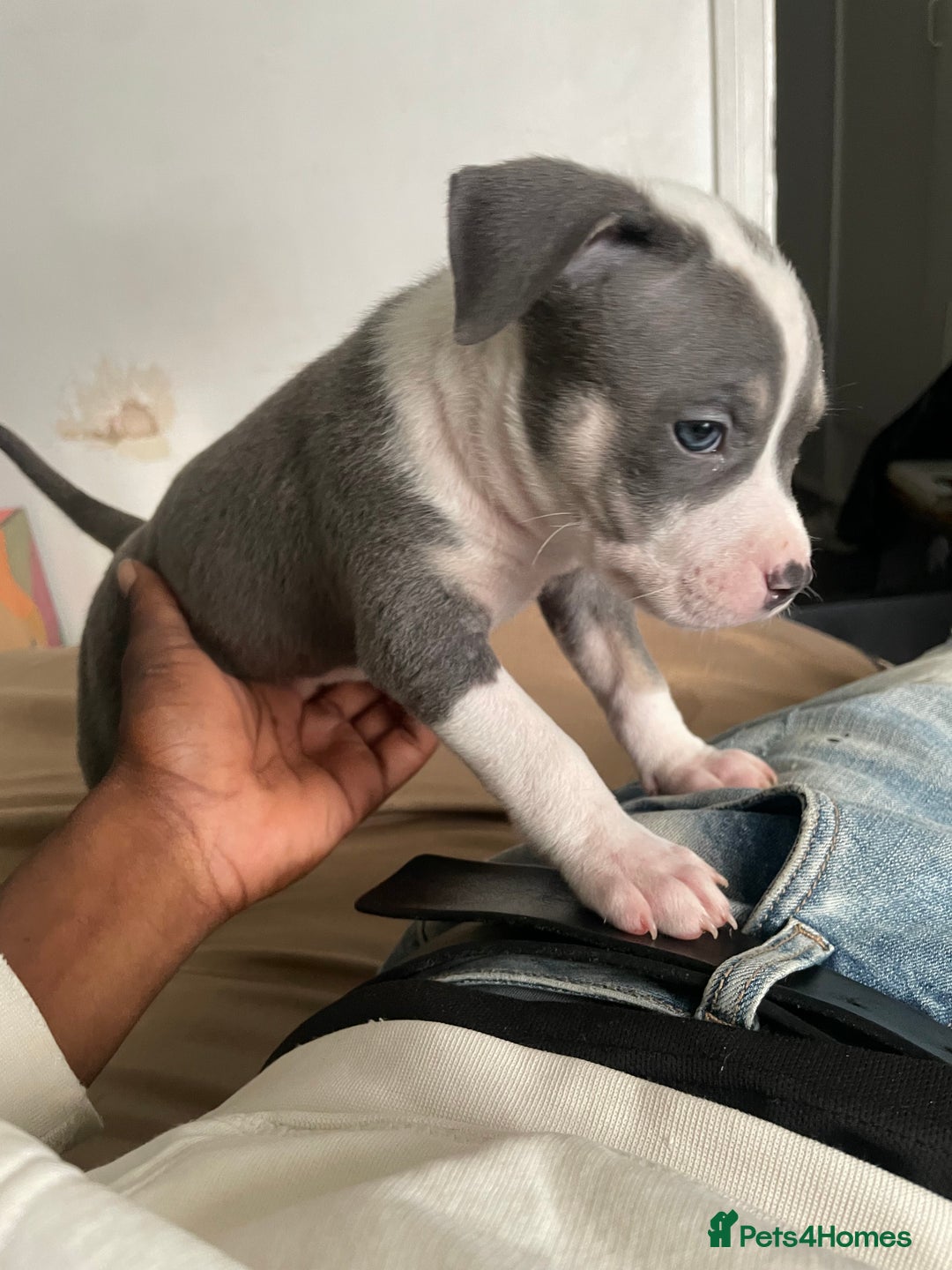 American Bully dogs for sale: Beautiful American bully puppies for sale - Image 14