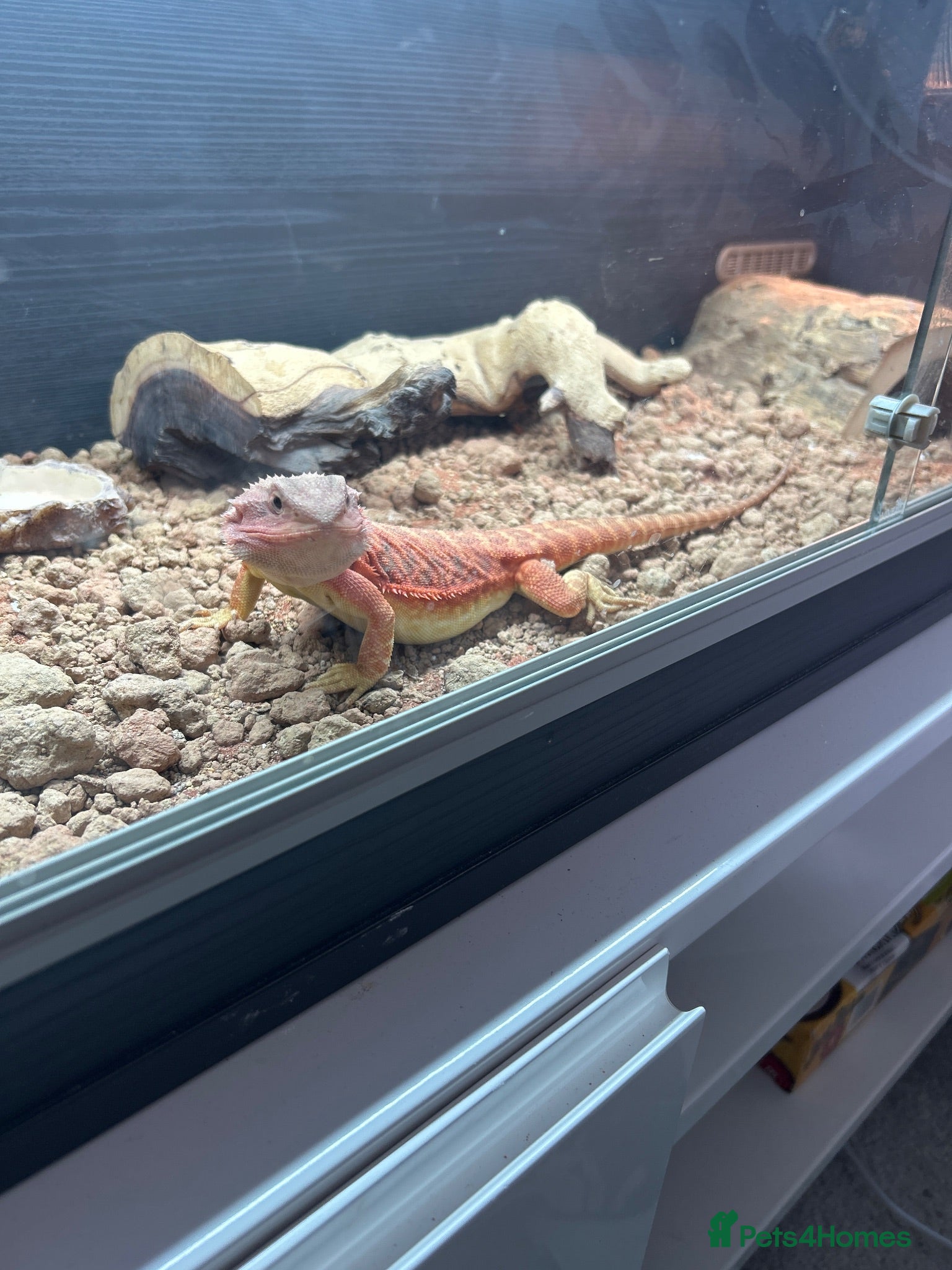 Bearded Dragon reptiles Red Bearded Dragon - Advert 2