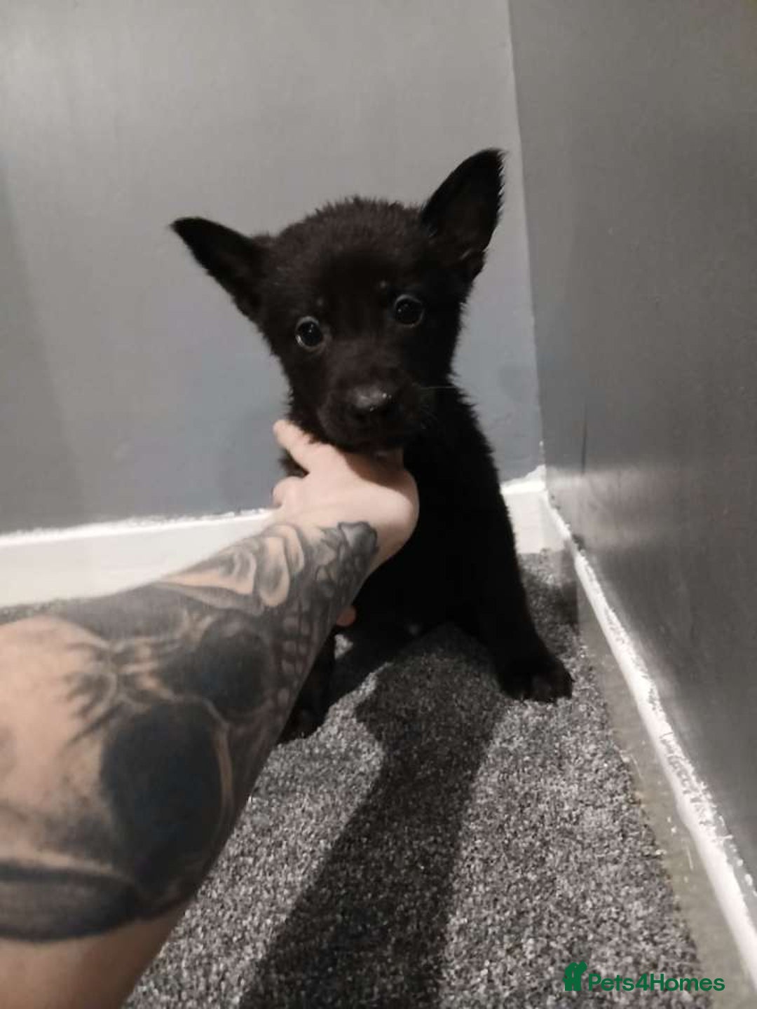 Mixed Breed dogs for sale: German Shepherd x huskita.  - Image 27