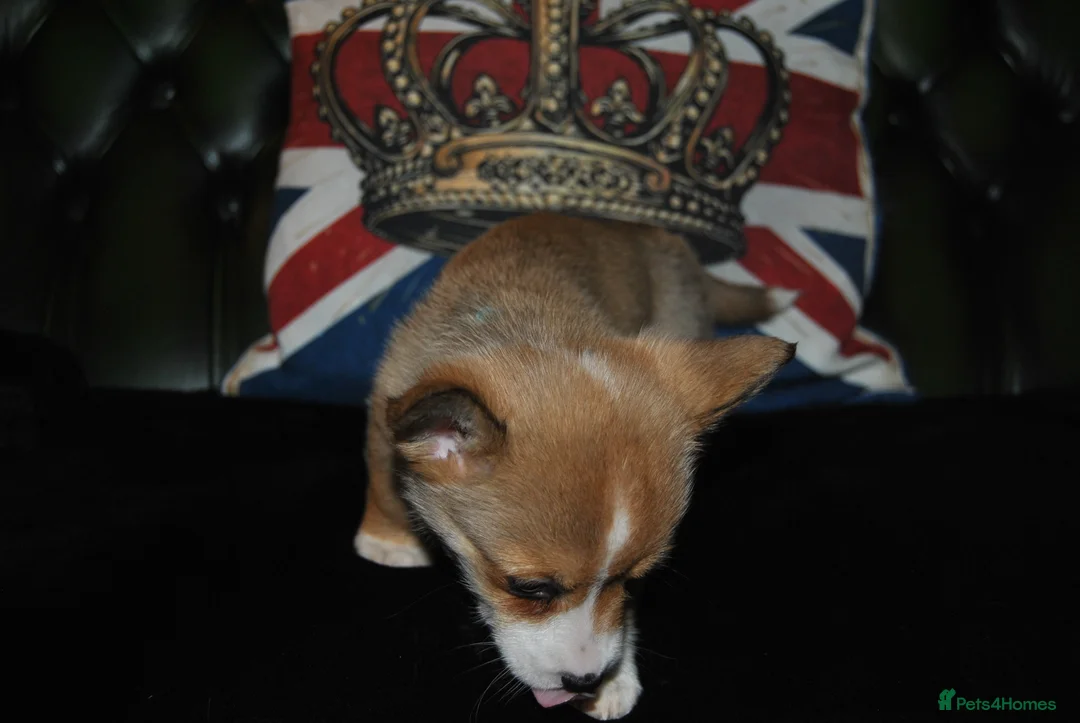 Welsh Corgi Pembroke dogs for sale: Are Beautiful Girls Storm/Darling/Petal - Advert 40