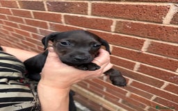 Mixed Breed dogs for sale: Cocker/ Patterdale  - Image 10