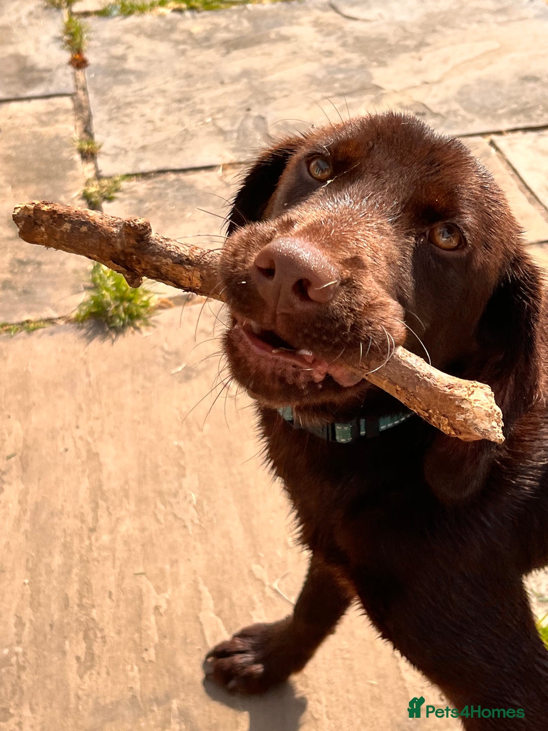 Mixed Breed dogs for sale: Bonnie, 9 months old - Image 6